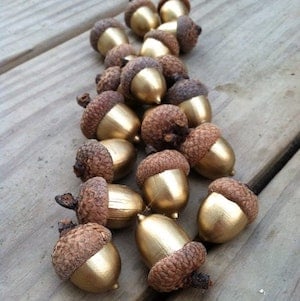 gold painted acorns 