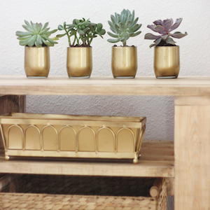 Gold Succulent Vases