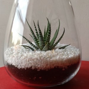 DIY Dollar Store Terrarium