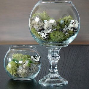 Dollar Store Terrariums 