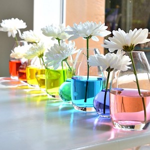 Rainbow vase Centerpieces with colored water and a single white flower in each one