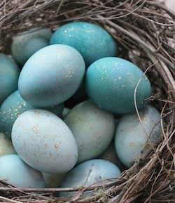 Dyed Robin Eggs