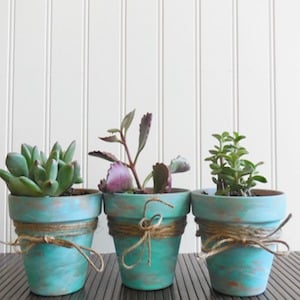 Rustic Succulent Pots