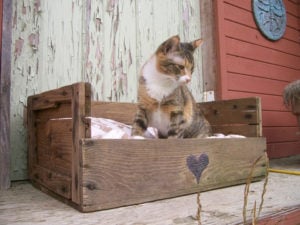 Pallet Cat Bed