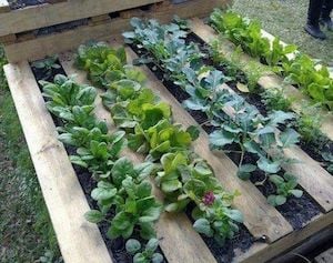 DIY Pallet Garden idea