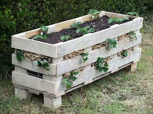 Jardinera de paletas de fresa