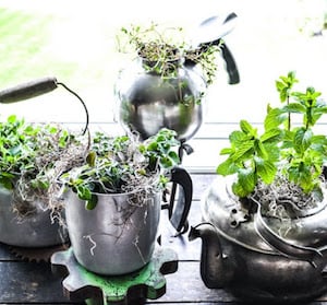 herbs in Old Kettle