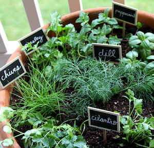 One Pot Herb Gardening DIY idea