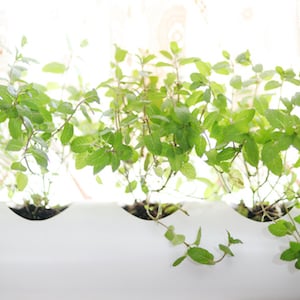 Floating PVC Window Herb Planter 