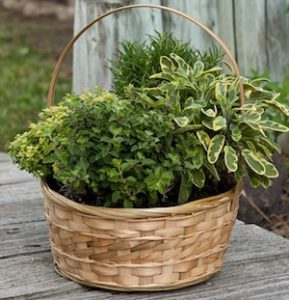 60 DIY Herb Garden Ideas - Prudent Penny Pincher