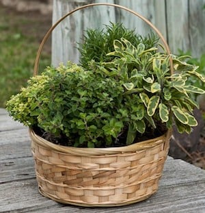 Basket Garden