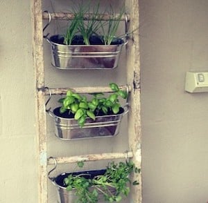 Ladder Container Gardens