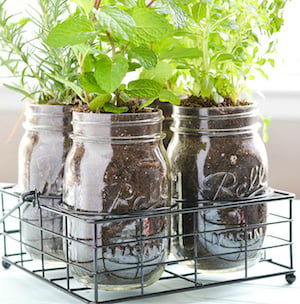 herbs in mason jars