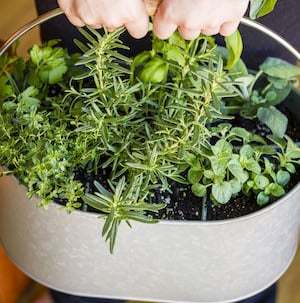 Herb Garden Using A Galvanized Utensil Caddy