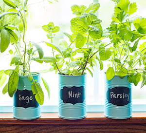 Tin Cans Planter in the Windowsill