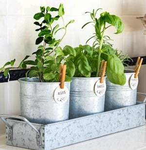 Kitchen Herb Garden in galvanized planters