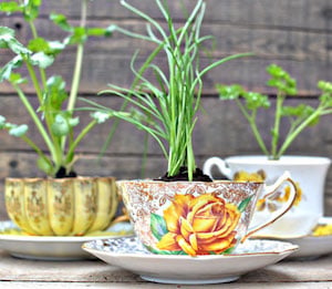 Macetero de hierbas de taza de té vintage