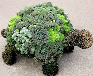 DIY Succulent Turtle
