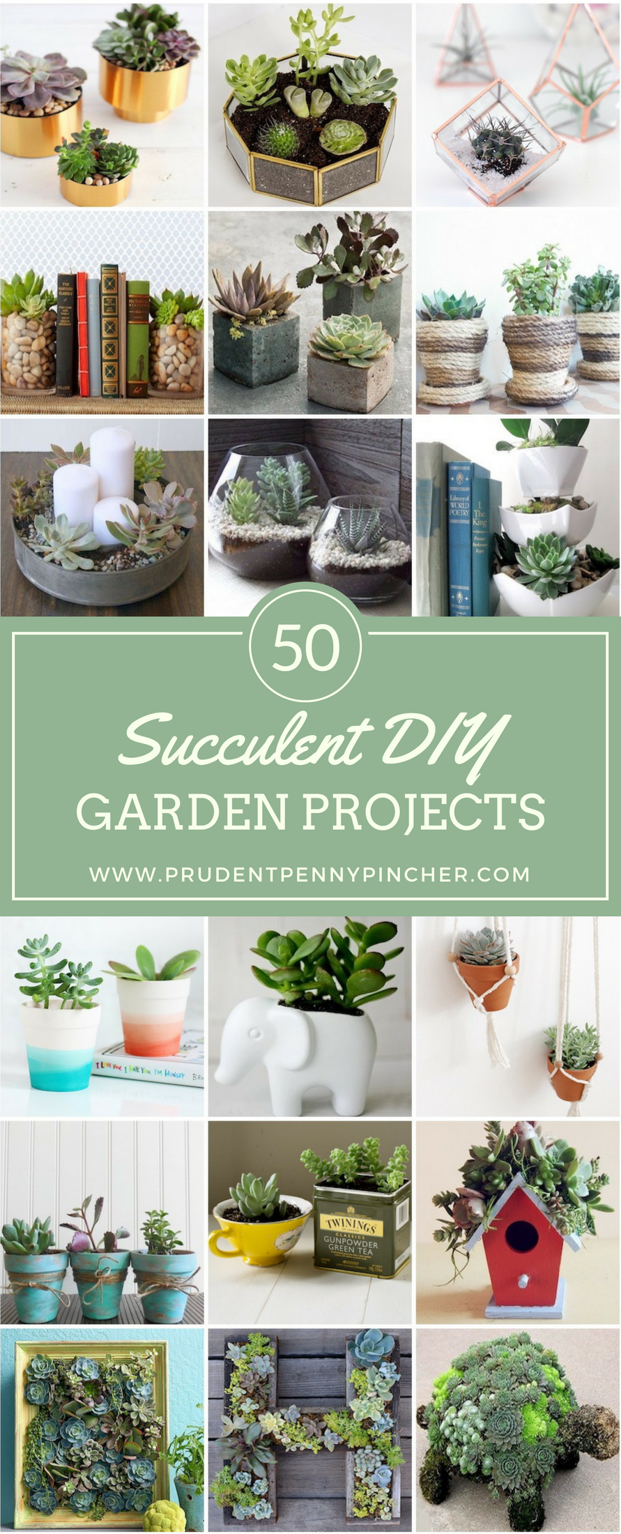 succulent diy