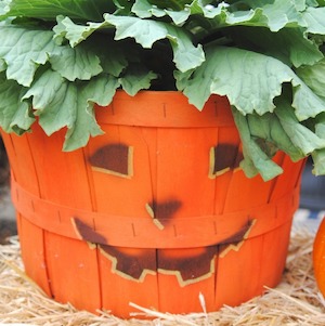 pumpkin basket planter