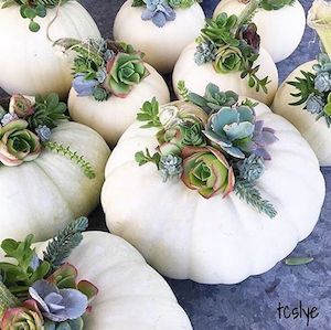 Succulent White Pumpkins