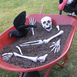 Skeleton in Wheelbarrow front yard halloween decoration