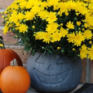 Concrete Pumpkin Planter made out of dollar tree pumpkin pail