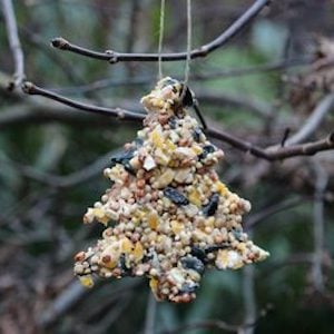 DIY Bird Seed Ornaments