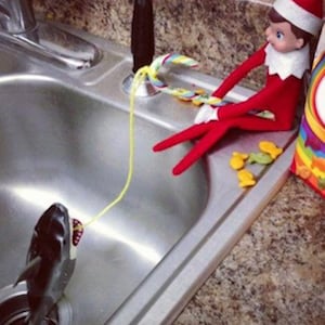 Elf Caught a Shark in the sink