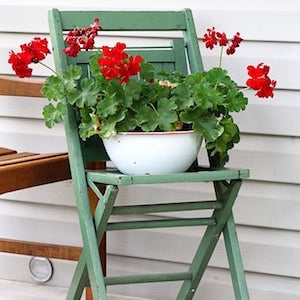 Red Geraniums on a Chair