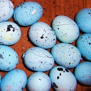 Dollar Store Robin’s Eggs