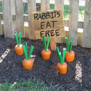 Wood Carrots patch with sign