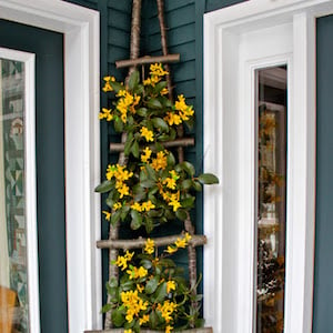 Rustic Branch Ladder with Forsynia