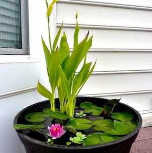 DIY Container Water Garden idea