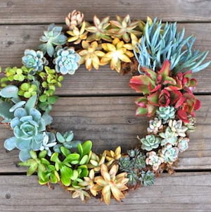 living succulent wreath