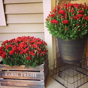 Rustic Metal Bucket and Wood Crate Planters