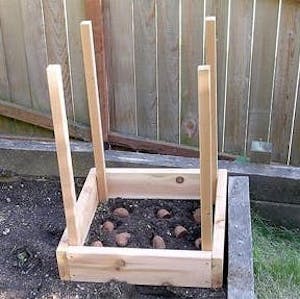Potato diy garden Box