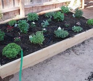 Thirty Minute Thirty Dollar Raised Bed