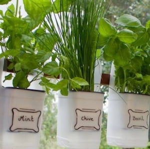 Plastic Bottle Herb Gardens