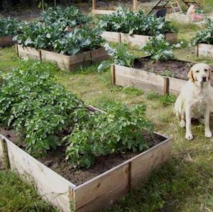 $10 Cedar Raised Garden Beds 