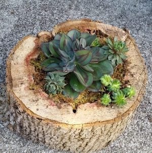 Succulents in a Tree Trunk