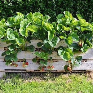 DIY Strawberry Pallet garden Planter