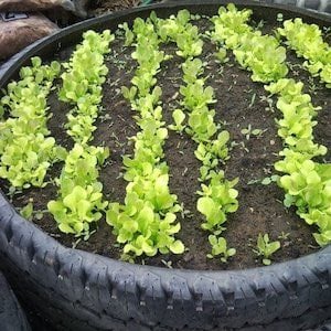 Used Tire Raised Garden Bed