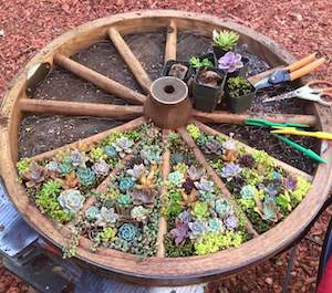 Wagon Wheel Succulent DIY Garden idea