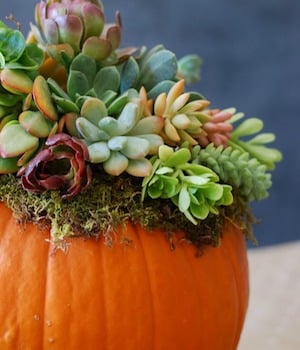 Pumpkin Succulent Centerpiece 