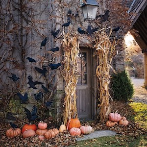 Creepy Birds on front porch