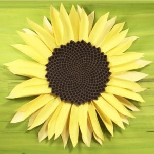 Paper Sunflower 