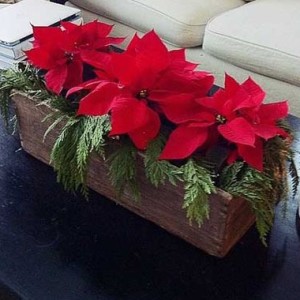 Poinsettia & Evergreen Caja rústica Centro de mesa navideño