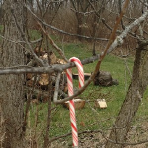 Candy Cane Hunt