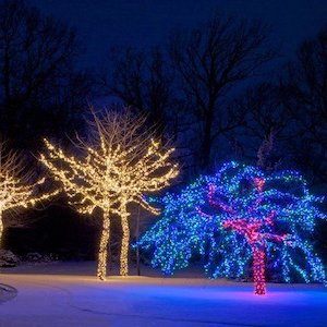 Luces del árbol de navidad en el jardín